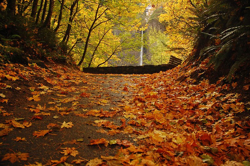 Path to the falls