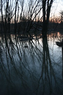Reflection Swamp