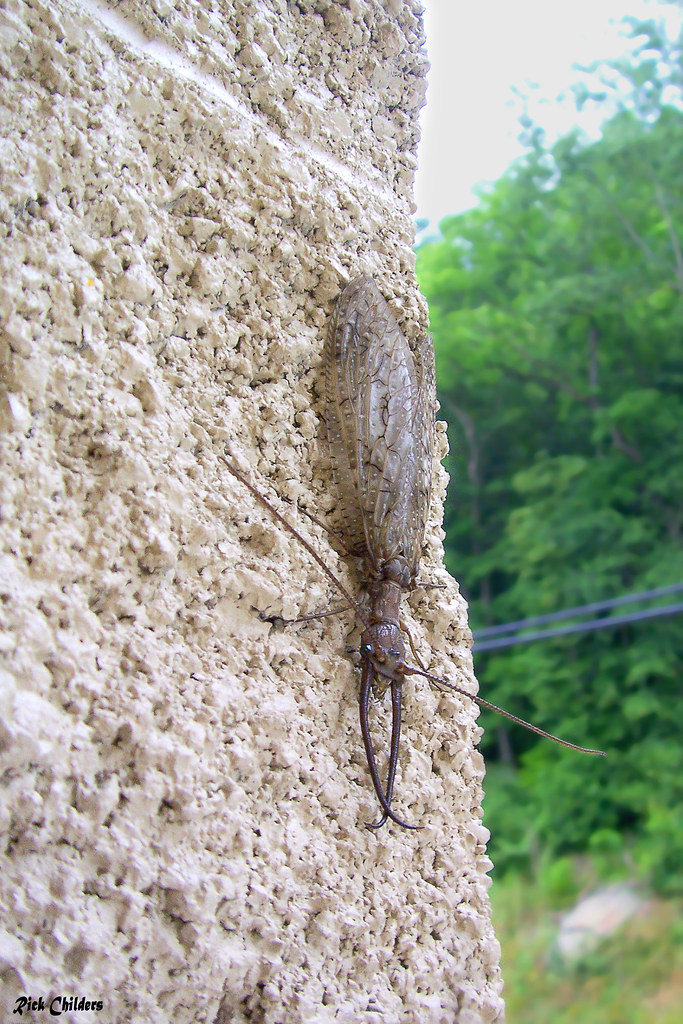 Hellgrammite, AKA Dobsonfly This nasty critter can pinch ha…