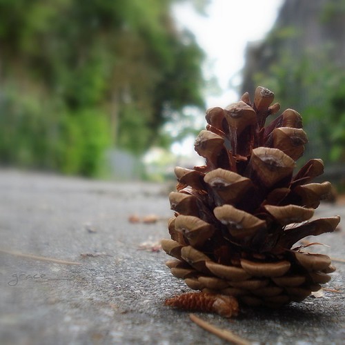 ground level | by grace_photography