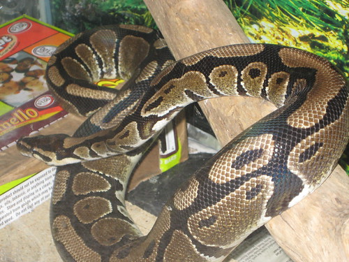 Ball Python | by echo813