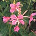 Flickr photo 'Fireweed flowers' by: homeredwardprice.
