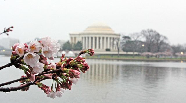 Day 87:  Washington D.C. Cherry Blossoms