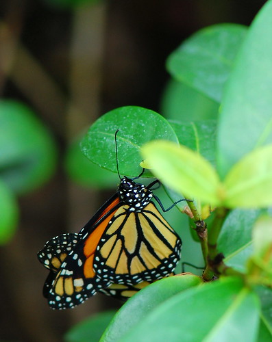 Monarch Butterfly by Scott Michaels
