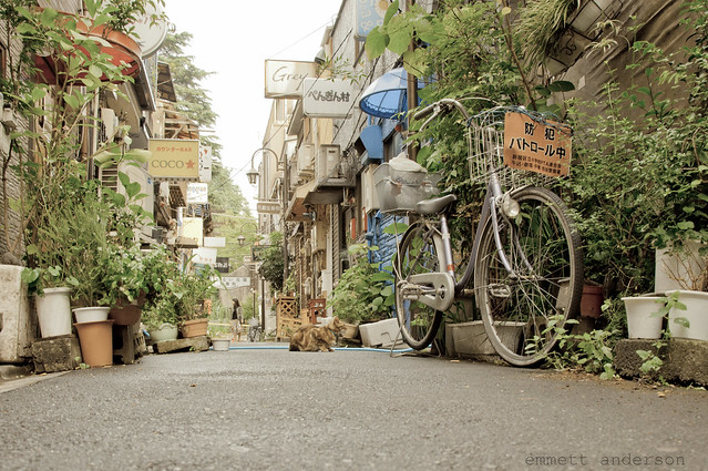 Japan Tokyo Piss Alley Cat