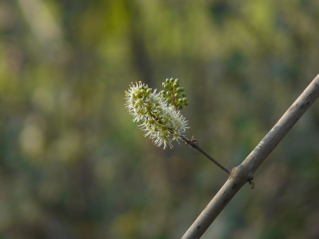 Piluki (Marathi: पिळुकी), Combretaceae (rangoon creeper fam…