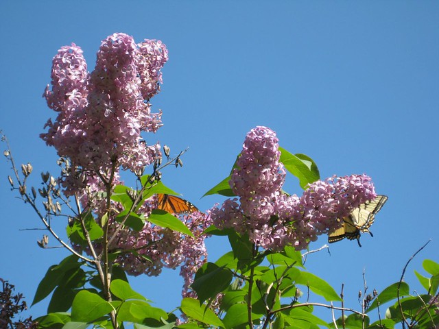 Lilacs And Butterflies