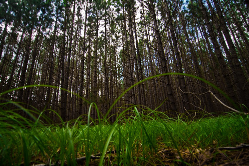 forest landscape michigan higginslake ryanmccarthy mackarethee