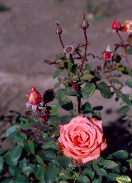 Roses at Reid Park Rose Garden, Tucson