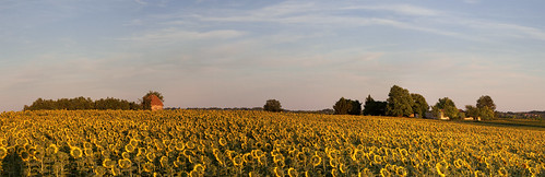 Sunflower sunset panorama by Nigel Jones :-)