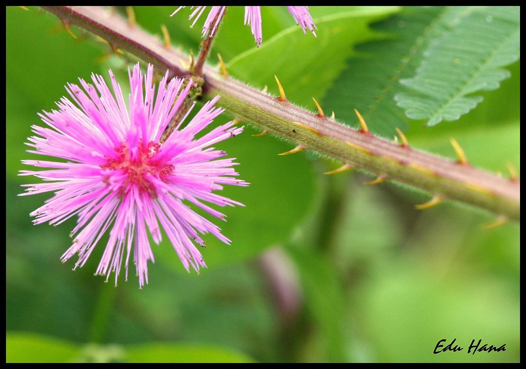 Flor da Malicia ou dormideira | Malícia ou dormideira (Mimos… | Flickr