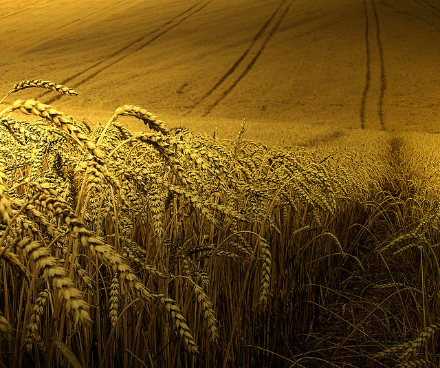 Golden wheat harvest