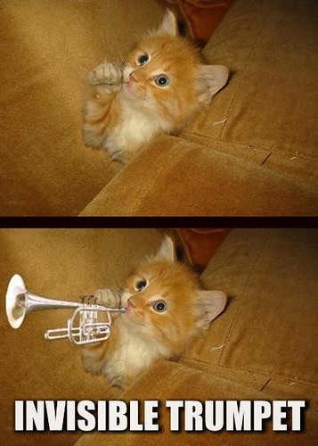 20080329 - Oranjello, the new kitten - 152-5290 - invisible trumpet!
