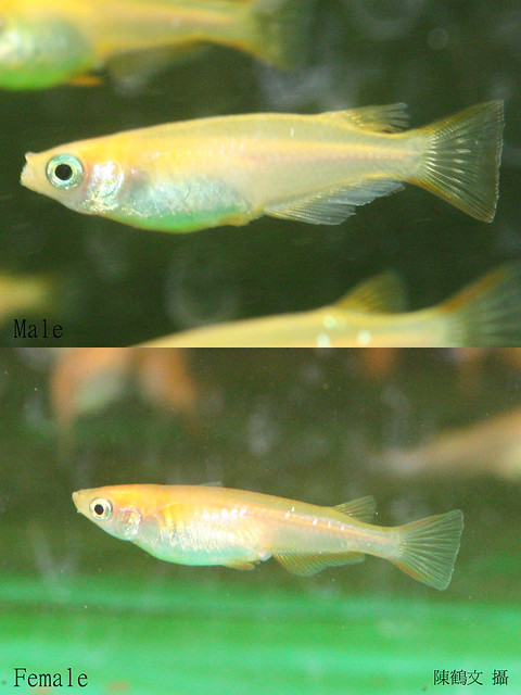 Typecal male and female medaka (日本青鱂魚)-02