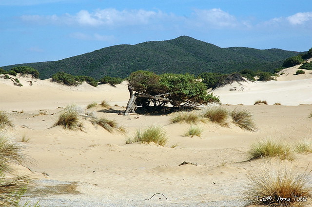 Ginepro secolare sulle dune di Piscinas