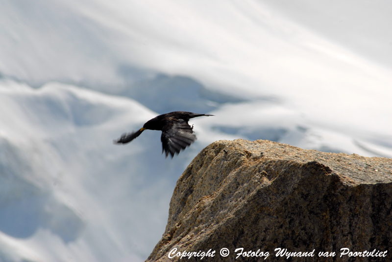 Bird on the Aiguille du Midi (3842m)