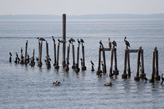 Pelicans, St Marks National Wildlife Reserve