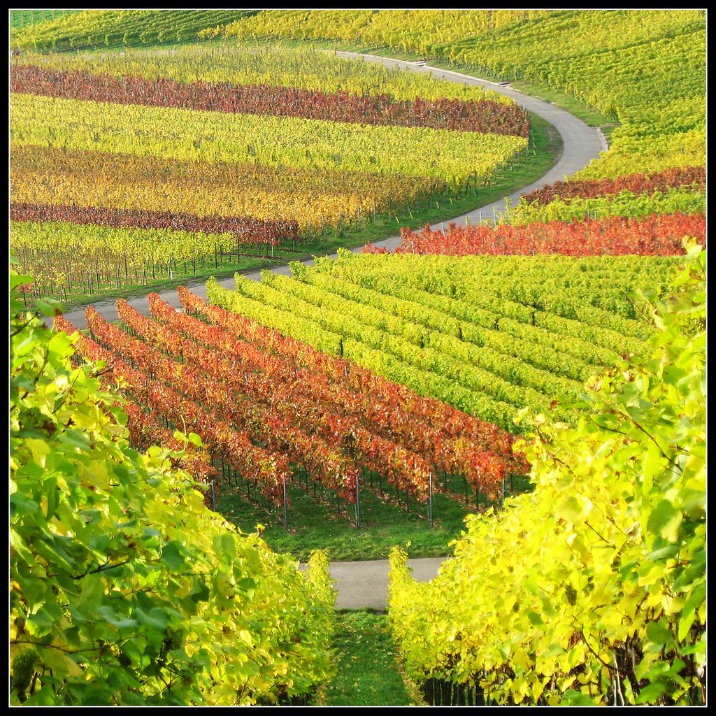 Take a Break from everyday Life in Nature ... Vineyard Fall Colors - Landscape in Germany by Batikart