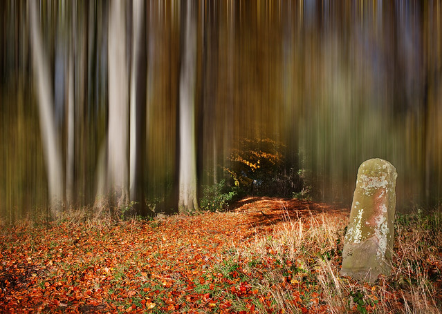Enchanted Autumn Woodland