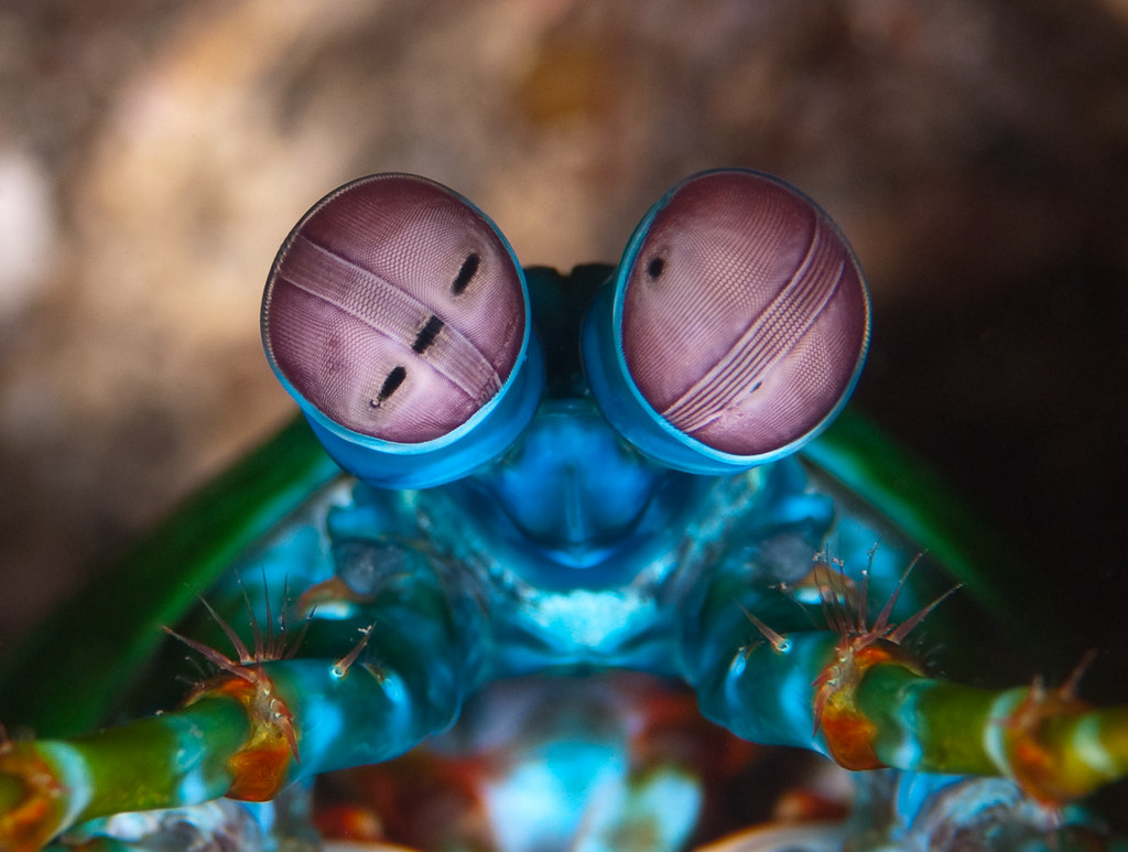 peacock mantis shrimp close-up