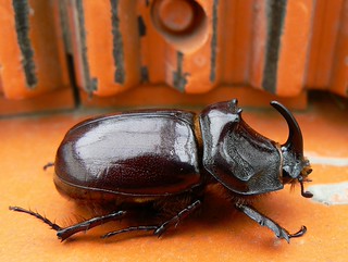 European rhino beetle taking a walk on a concrete mixer