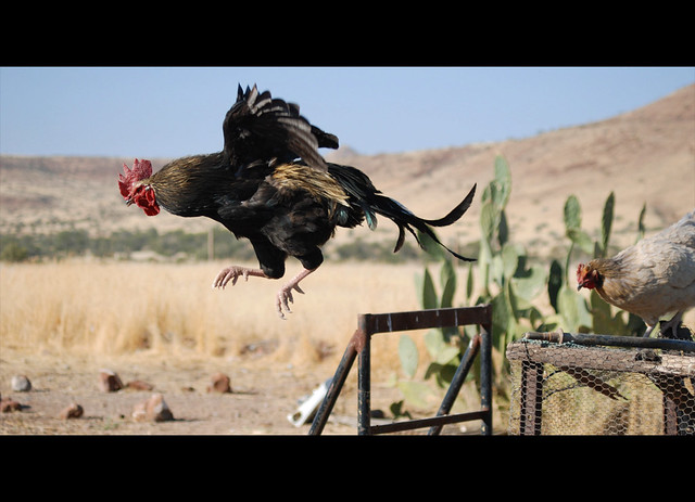 Jumping Rooster