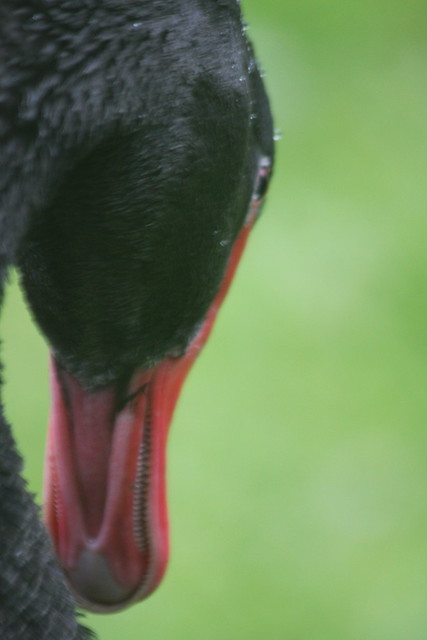 Black swan...up close!