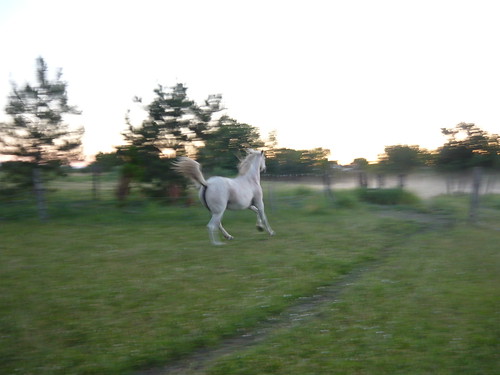 sunset horses focus running pasture arabian