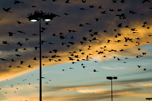light sunset urban birds texas waco streetlamp target grackles