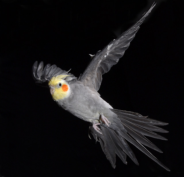 Cockatiel in flight