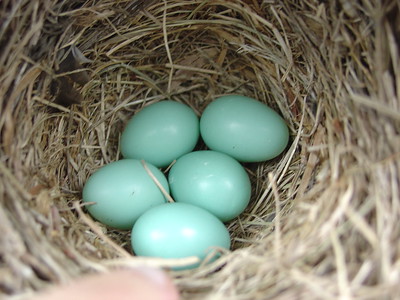 photo of Eastern Bluebird eggs in a nest