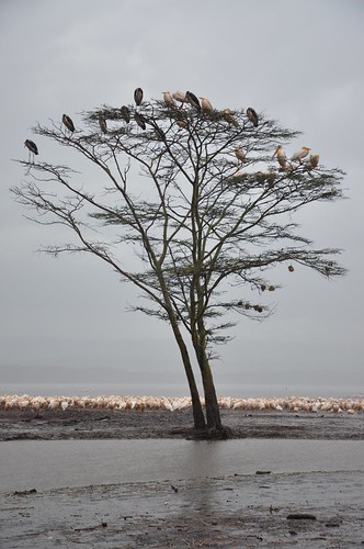 Tree by Tom[le]Chat, africa sunset elephant animal animals sunrise guepard monkey big cattle kenya five nairobi flamingo 
