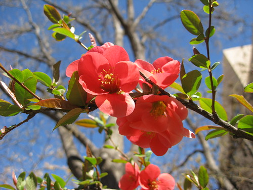 UNM Quince Blossoms 2