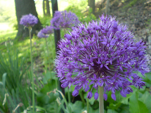 Alliums | by gibby403