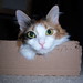 Molly in a box