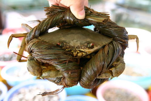 Fresh Crab near Halong Bay, Vietnam | She has very angry eye… | Flickr