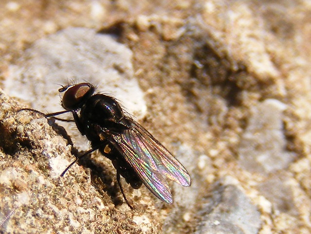 Fly (Fannia sp)