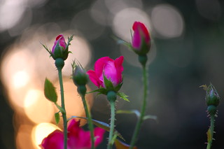 roses and sunset