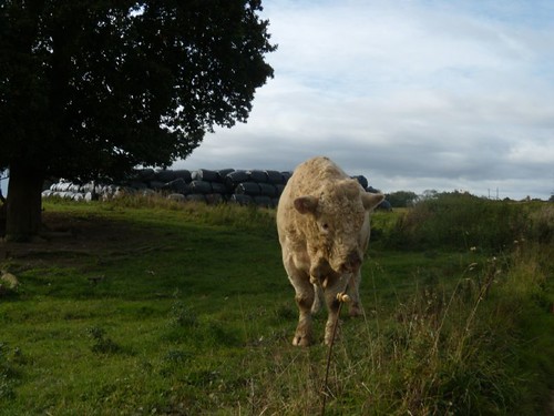 Bull We were this close. But it seemed friendly. Balcombe Circular via Ardingley Reservoir (summer walk)