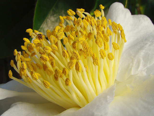 Camellia japonica close-up