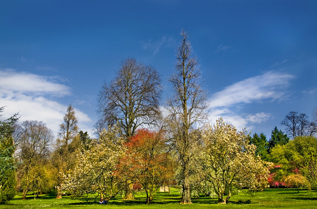 Bute Park | Seen in Explore. Spring colours, Bute Park, Card… | Flickr