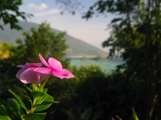 Flower Sea Thailand Island