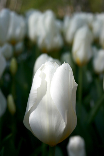 white tulip by Fiori