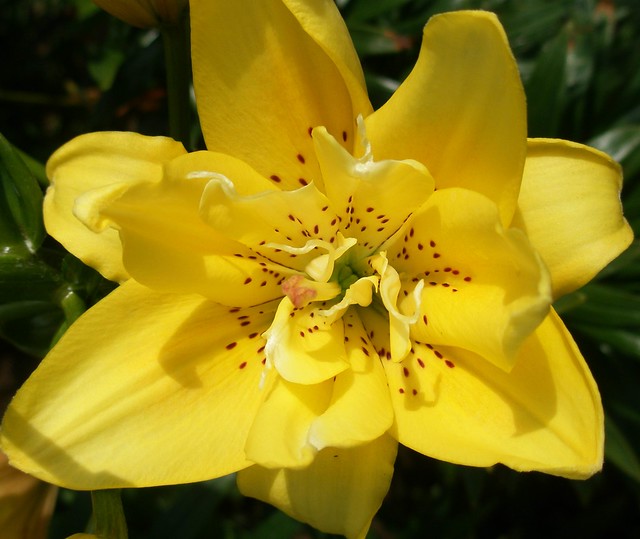 Yellow double lily