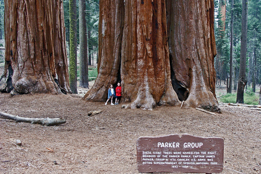 Sequoia National Park - Parker Goup by Kimba2007