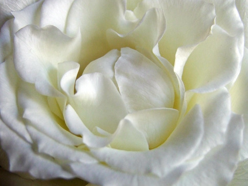 White rose by by_irma