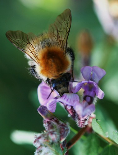 Carder Bee | by Chris*Bolton