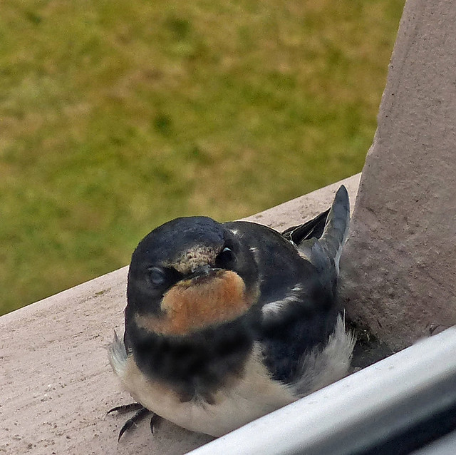 cheeky swallow