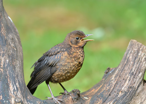 garden nikon young blackbird nationalgeographic redbourne nikkor300mmf28 d7100
