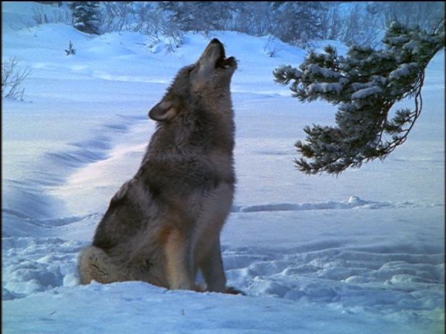 beautiful howling wolf
